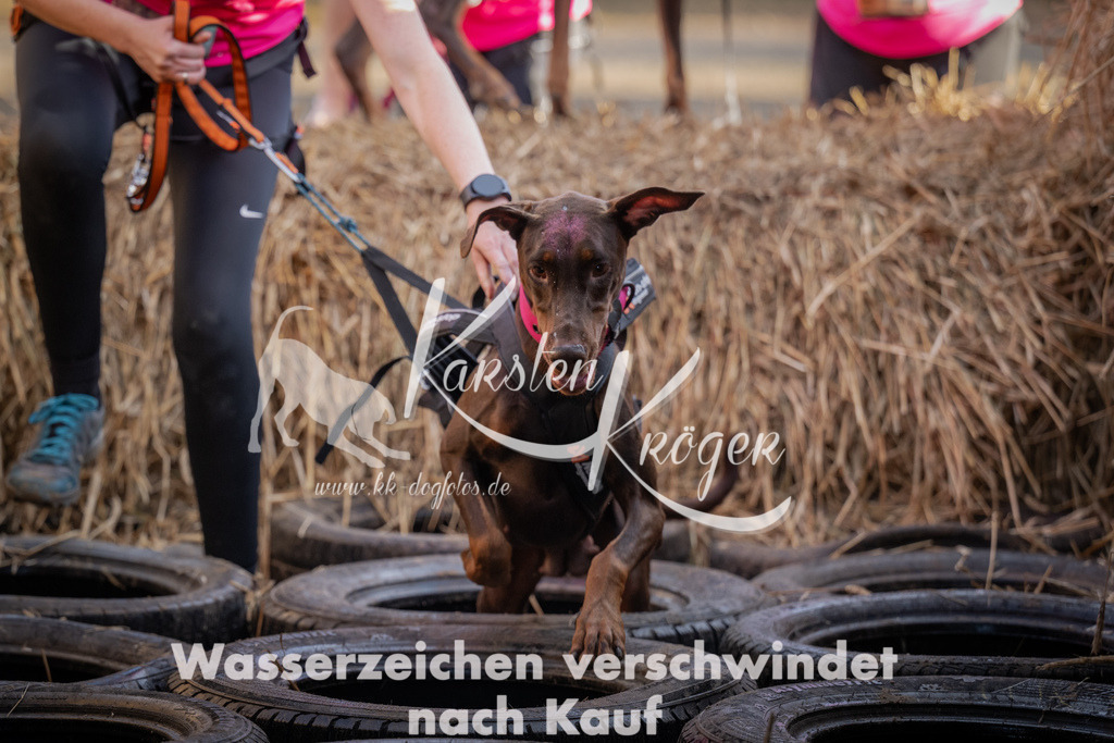 0954_ZZ95306 | kk-dogfotos