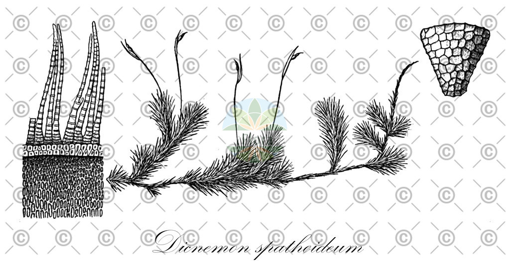 HistAbb_wfo-0000135258_1_ENZY_Simple | Historische Abbildung von Dicnemon spathoideum - Dicranaceae | Historical Illustration of Dicnemon spathoideum - Dicranaceae