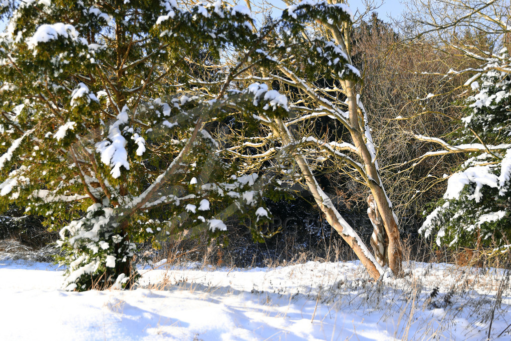 NatureArt-SNOWTREES_0194c | Kuscheln am Winterbaum | #003 | Modell: Randy | Foto: Andreas Meier - Realisiert mit Pictrs.com