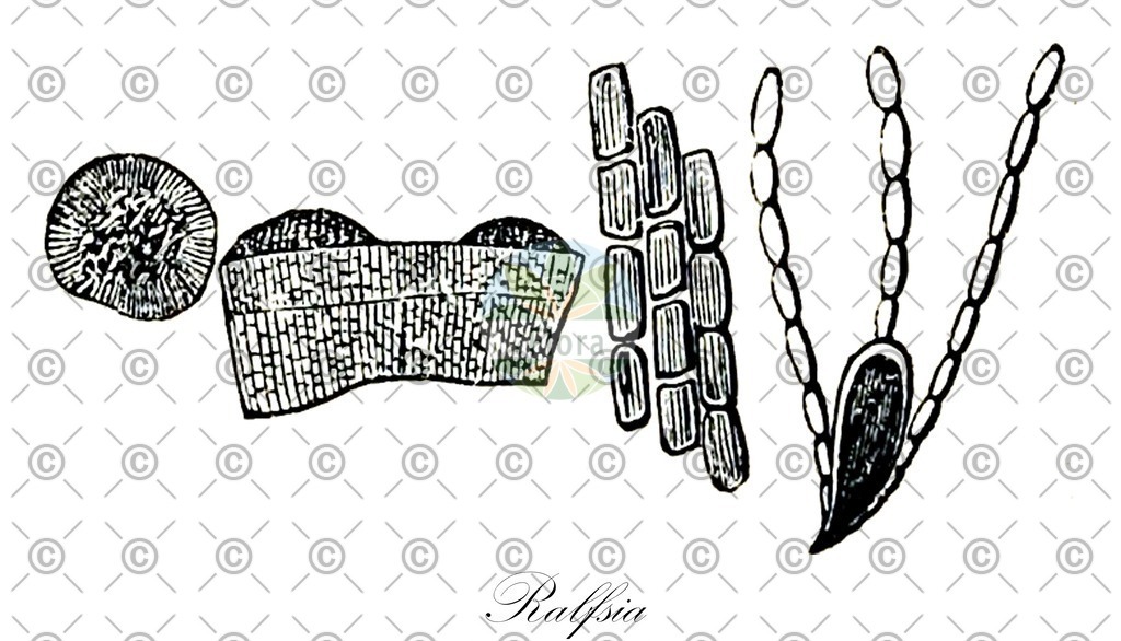 HistAbb_wfo-0001262208_1_ENZY_Simple | Historische Abbildung von Ralfsia - Ralfsiaceae (0) | Historical Illustration of Ralfsia - Ralfsiaceae (0)
