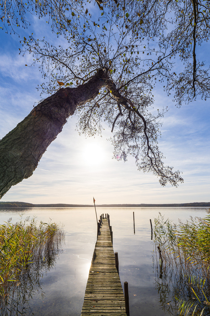 Steg und Baum am Plauer See in der Stadt Plau am See | Steg und Baum am Plauer See in der Stadt Plau am See.