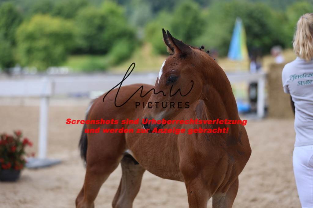 Fohlenschau_Schwäbisch_Hall_dressurbetonte_Fohlen_KN 16_12 | lmwpictures - Realisiert mit Pictrs.com