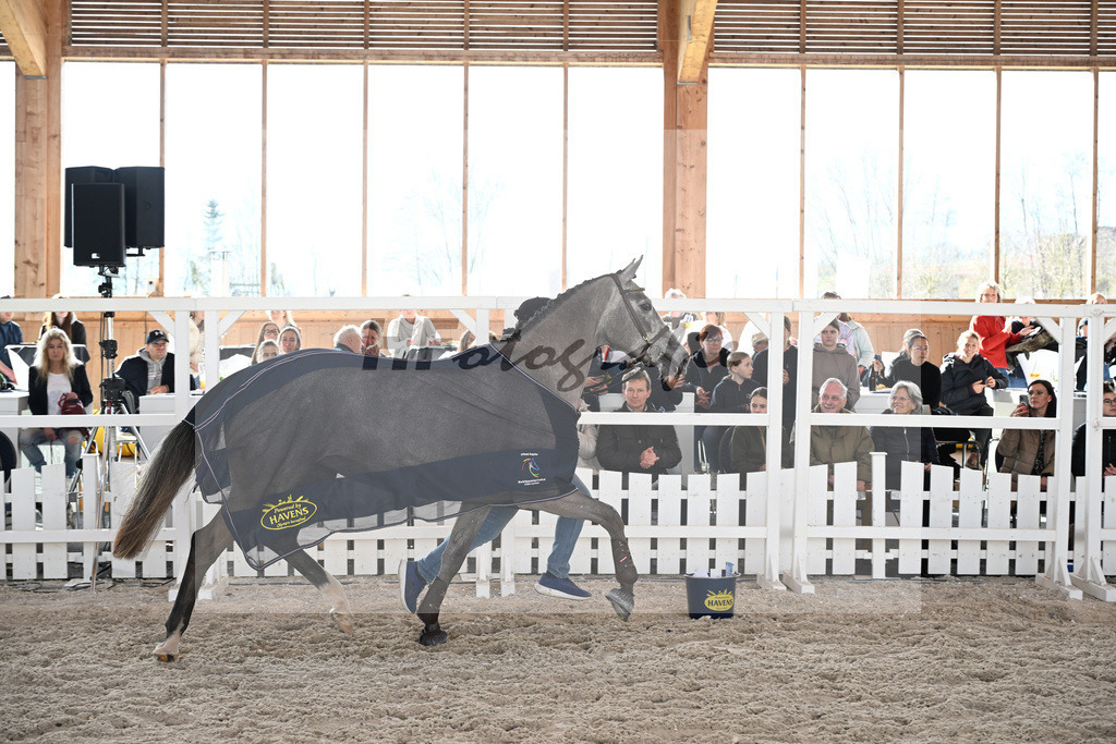 Kat-Nr. 58 Rukabertha v. Dorian Grey TN Z_Pobitzer_5251920 | hf-fotografie - Realisiert mit Pictrs.com