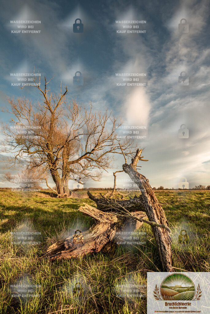 Vergänglichkeit und Neues | Professioneller Fotograf mit 10 Jahren Erfahrung. Landschafts- und Hochzeitsfotografie im Oderbruch. Workshops und beeindruckende Bilder für besondere Momente.