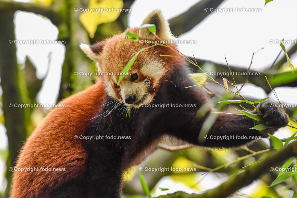 Zoo Linz_ 22.11.2022-39 | 22.11.2022, Zoo Linz, AUT, Schafe, Ziegen, roter Panda, im Bild roter Panda