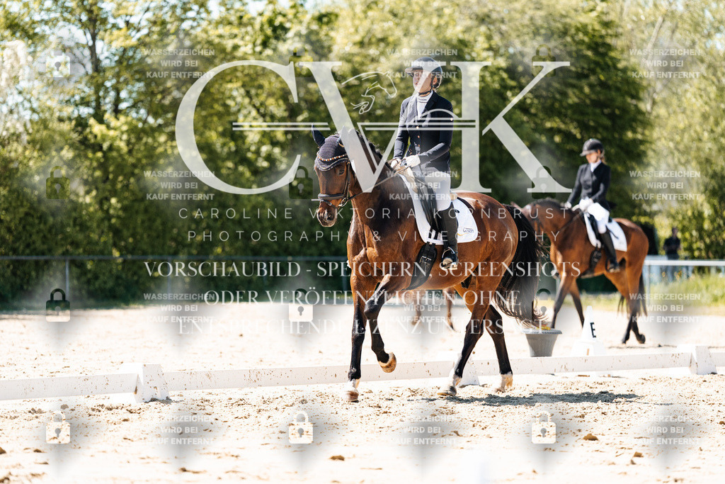 CK905673 | Turnierfotografie Pferdefotografie Trier Rheinland-Pfalz Pferdesport Reitsport Tierfotografie Sportfotografie Pferdevideo Pferdevideografie Equestrianvideography equestrianphotography  - Realisiert mit Pictrs.com