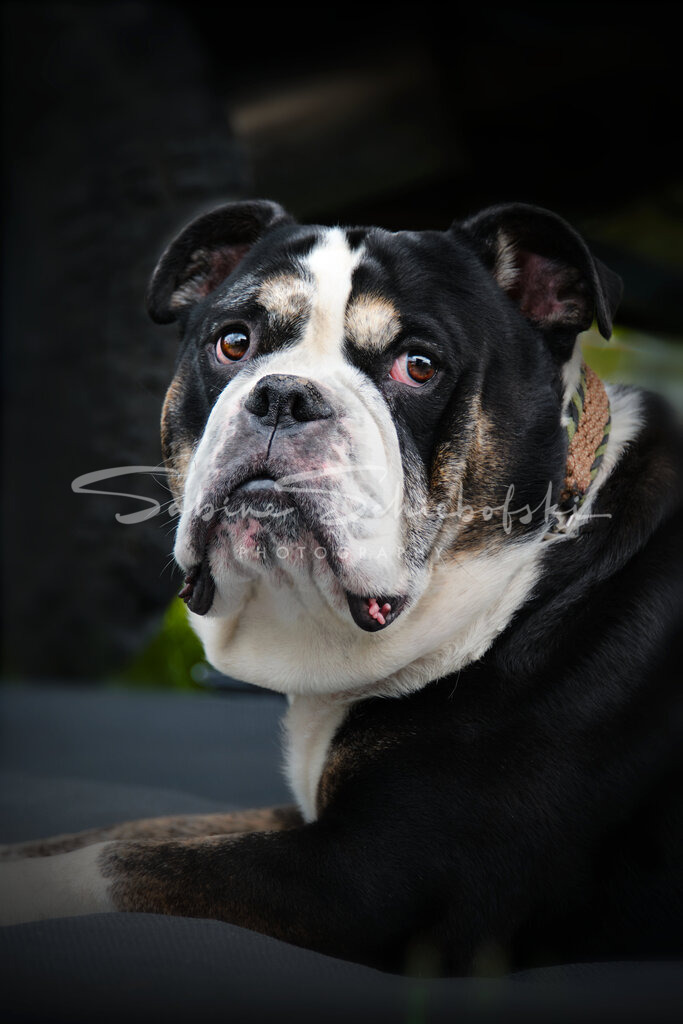 Iwan_23-08-302023_08_30_DSCF0047 | People- und Tierfotografie, Imageaufnahmen, Veranstaltungsfotografie und Wandbilder aus der Natur ★ Made in Germany ✔️ Druck + Downloads ✔️ Naturfotografie in Top Qualität ★ schneller Versand, weltweite Lieferung! - Realisiert mit Pictrs.com