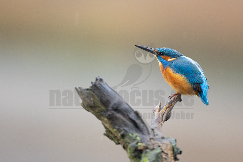 R6NF2934_20251115 | Ein farbenprächtiger Eisvogel (Alcedo atthis) sitzt auf einem dunklen, moosbewachsenen Ast. Sein Gefieder leuchtet in intensivem Blau auf dem Rücken und den Flügeln, während Brust und Bauch in einem warmen Orange gehalten sind. Der Vogel blickt mit seinem langen, spitzen Schnabel leicht nach oben und links. Im Hintergrund ist ein weicher, unscharfer Übergang von hellem Braun zu Grau zu sehen, und feine Regentropfen sind in der Luft erkennbar. Es sind keine spezifischen Interaktionen außer dem Ruhen auf dem Ast zu beobachten. - Realisiert mit Pictrs.com