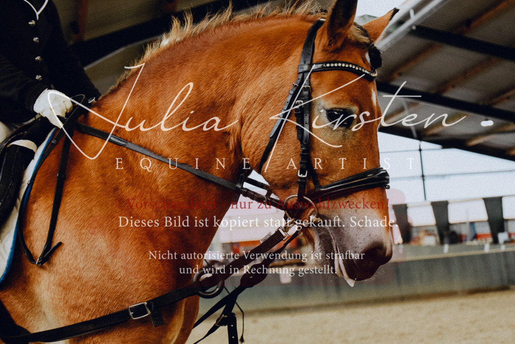 DSC_7272 | Pferde- und Turnierfotografie in Westsachsen. Pferdeportraits, Auftragszeichnungen und intuitive Kunst.