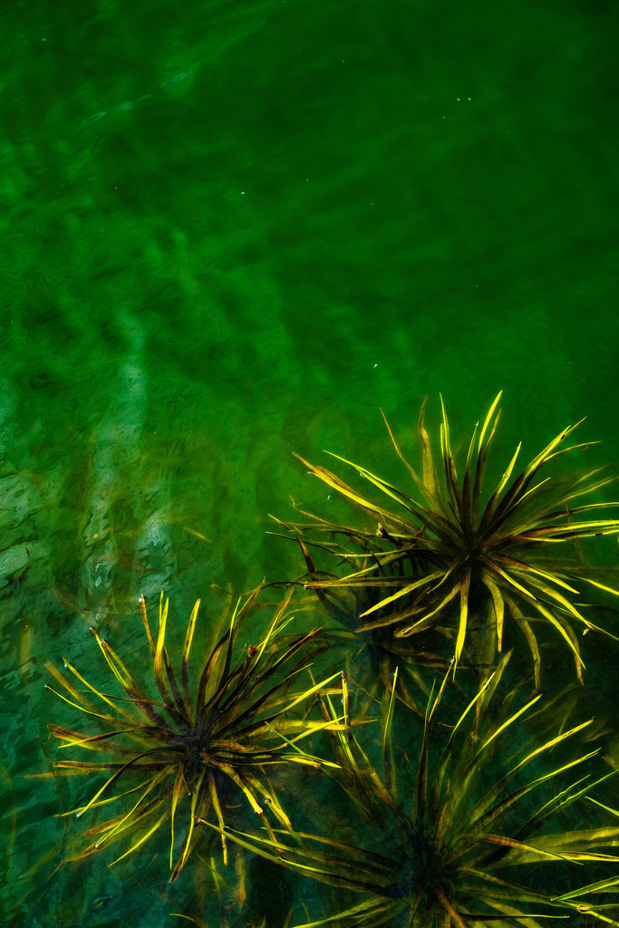 2025_09_20_SH-HEMMELSDORFER SEE+SCHARBEUTZ_MCP2741 | Hochwertig gedruckte Fotografien für die Wand, als Kalender und zum Verschenken. Hamburg & Norddeutschland und überall wo ich mit der Kamera unterwegs war.