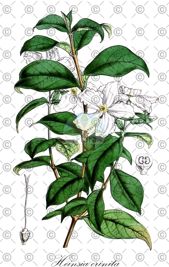 HistAbb_wfo-0000717110_2_ENZY_Simple | Historische Abbildung von Heinsia crinita - Rubiaceae | Historical Illustration of Heinsia crinita - Rubiaceae