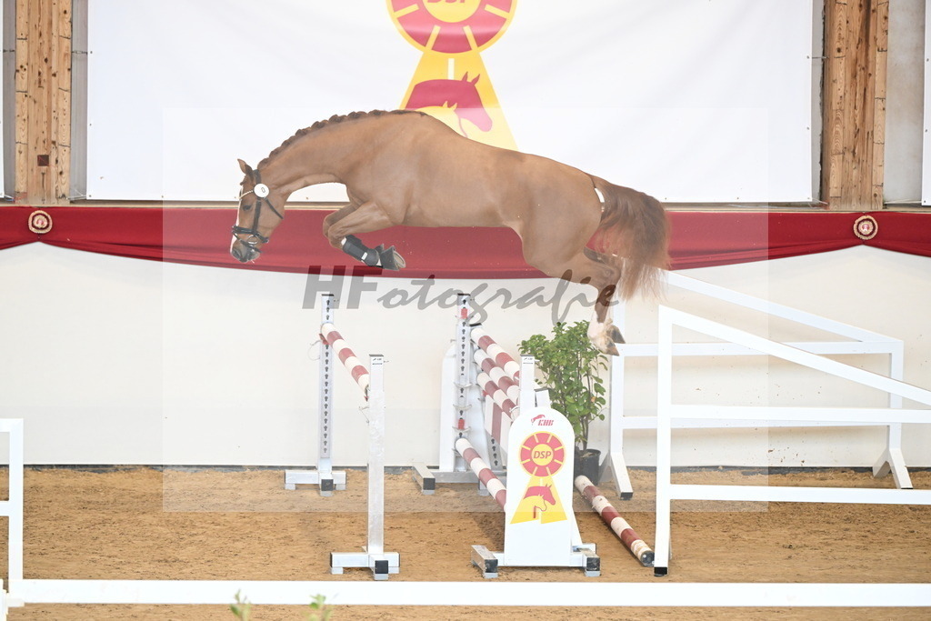 Kat.-Nr. 1 v. Balou du Rouet_Kastner-Schöpe_2250969 | hf-fotografie - Realizzato con Pictrs.com