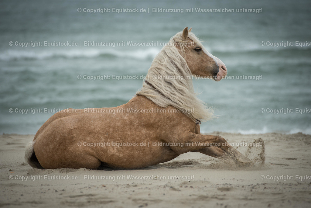 TS_20160929_Pony_am_Strand_0002 | Foto: Thomas Hartig