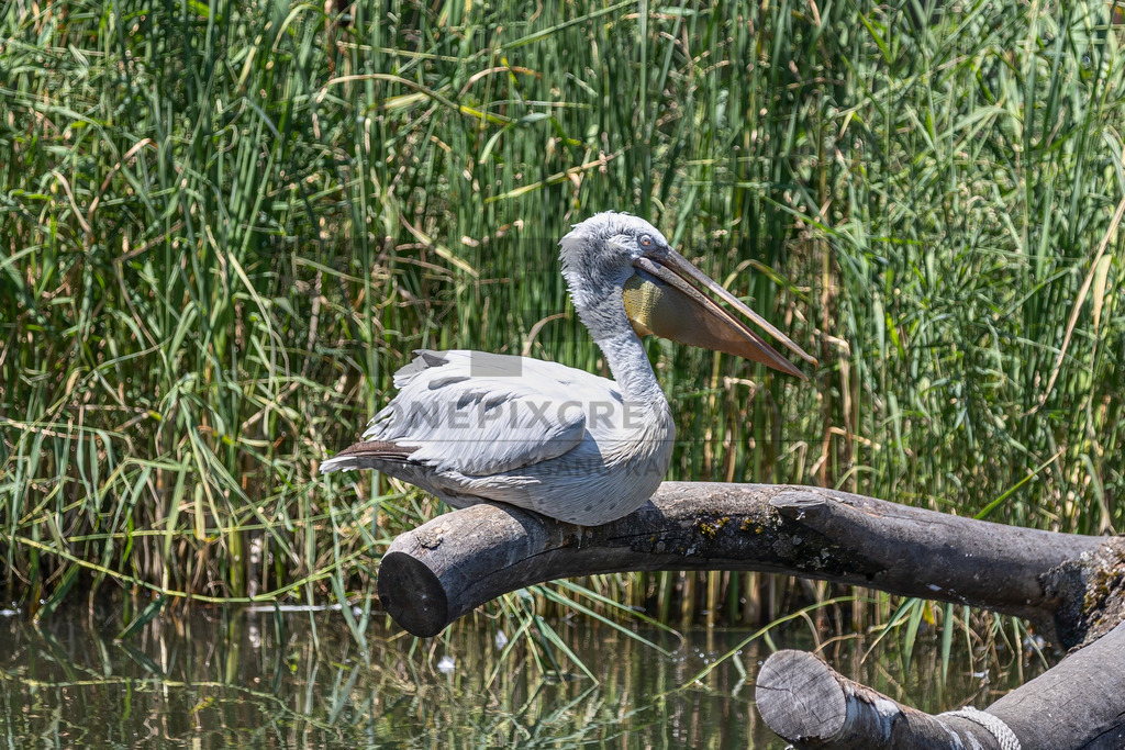 Pelikan am Wasser | Ein majestätischer Pelikan ruht auf einem Baumstamm am Wasser, umgeben von Schilf. Wildlife- und Naturfotografie in voller Schönheit. - Realisiert mit Pictrs.com