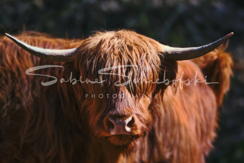 Highlander_21-03-292021_03-NEU_1 | People- und Tierfotografie, Imageaufnahmen, Veranstaltungsfotografie und Wandbilder aus der Natur ★ Made in Germany ✔️ Druck + Downloads ✔️ Naturfotografie in Top Qualität ★ schneller Versand, weltweite Lieferung! - Realisiert mit Pictrs.com