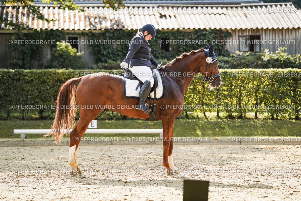 DSC07926 | Pferdegrafie