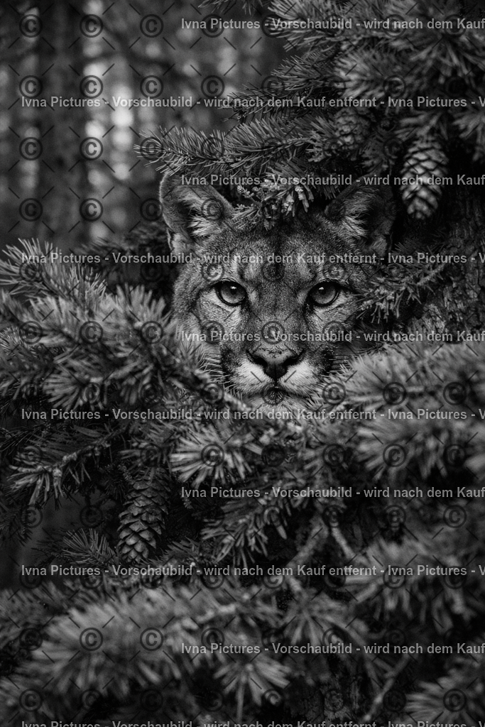 Blick aus dem Wald | Ivna Pictures - Realisiert mit Pictrs.com