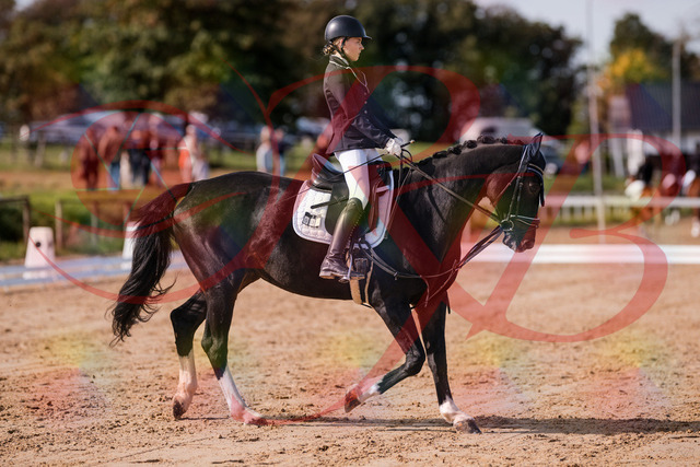 2026_10_03_Siefer-Hof_121429_Z81_16663807 | Professionelle Reitsport-, Turnier- und Eventfotografie von Robert Broda. Galerien mit ausgewählten und bearbeiteten Bildern direkt online ansehen und bestellen.