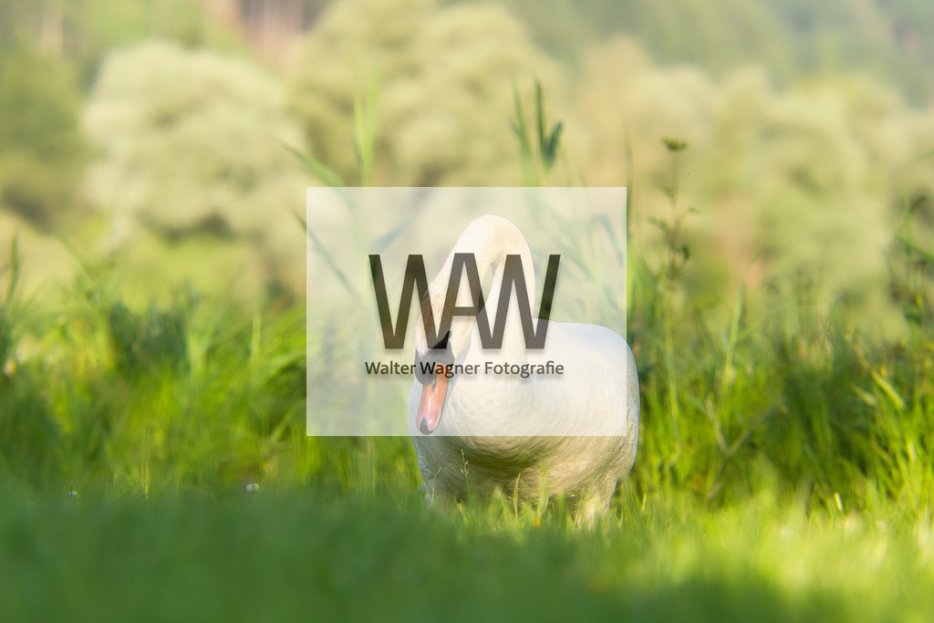 WWW08794 | walter-wagner-fotografie