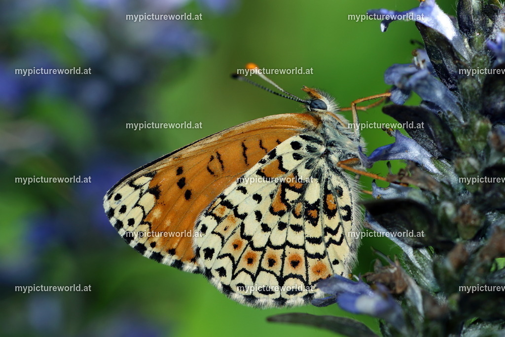 Melitaea cinxia-004 | Das Bilderarchiv über Tiere, Planzen und Landschaften. In der Bilddatenbank finden Sie ein große Auswahl an hochwertigen Bilder für Ihre Werbung - Realized with Pictrs.com