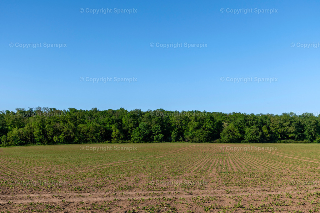 PAR_Green_Forest15 | sparepix - Realisiert mit Pictrs.com