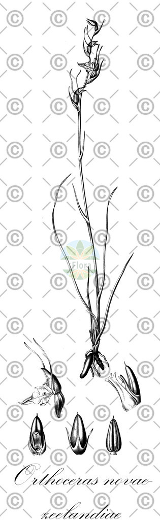 HistAbb_wfo-0001188929_1_ENZY_Simple | Historische Abbildung von Orthoceras novae-zeelandiae - Orchidaceae | Historical Illustration of Orthoceras novae-zeelandiae - Orchidaceae