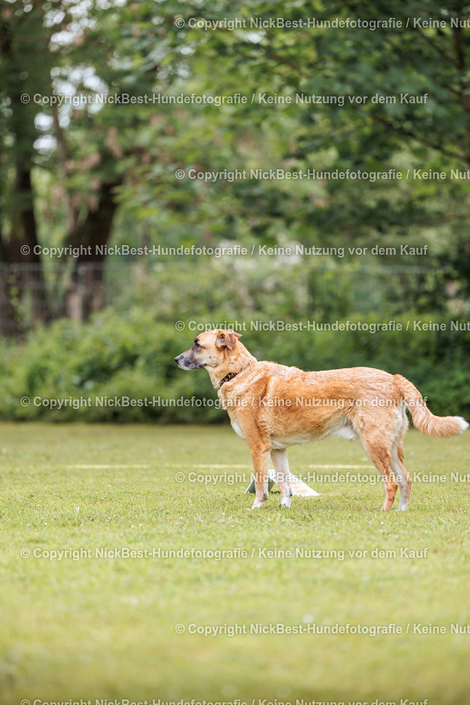 RO-Blumenthal-2026-Nickbest-Hundefotografie-1883 | Dein Hund! Dein Moment! Deine Erinnerungen! Hundefotografie in Bremen Blumenthal. Ich fange die besonderen Momente deines Vierbeiners ein – ob Indoor mit Blitzanlage oder in der freien Natur. Sicher dir dein Moment und dein Termin für eure Erinnerungen.