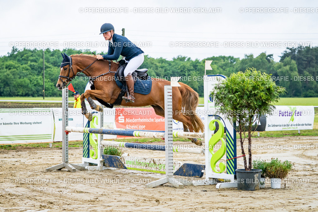 DSC01737 | Pferdegrafie