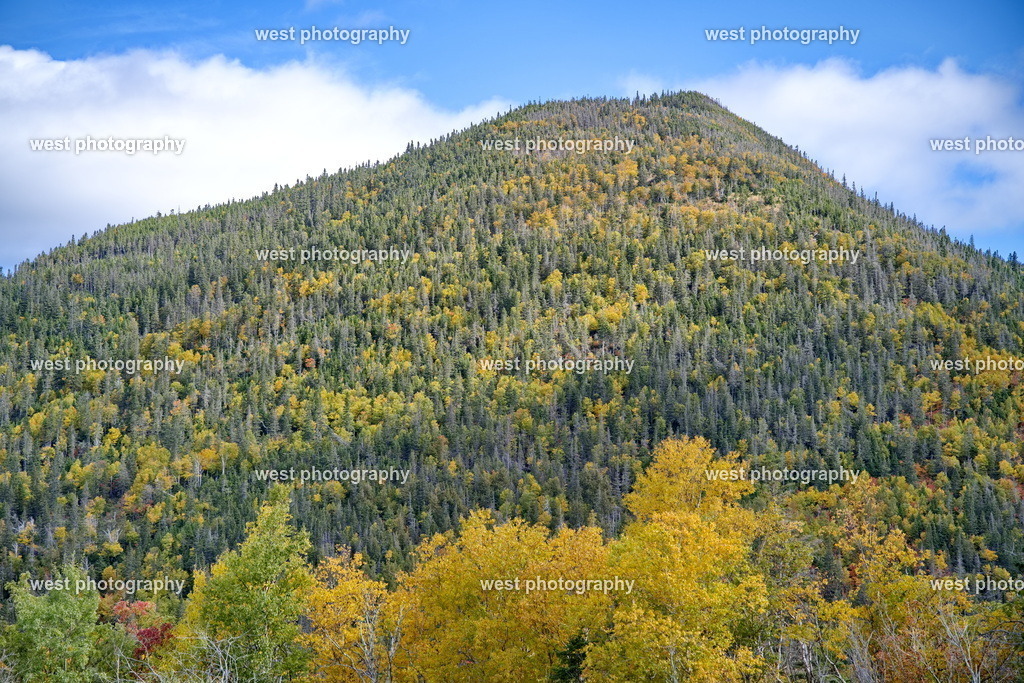 Canada Forest 2 - CAN 2022 | west photography - Realisiert mit Pictrs.com