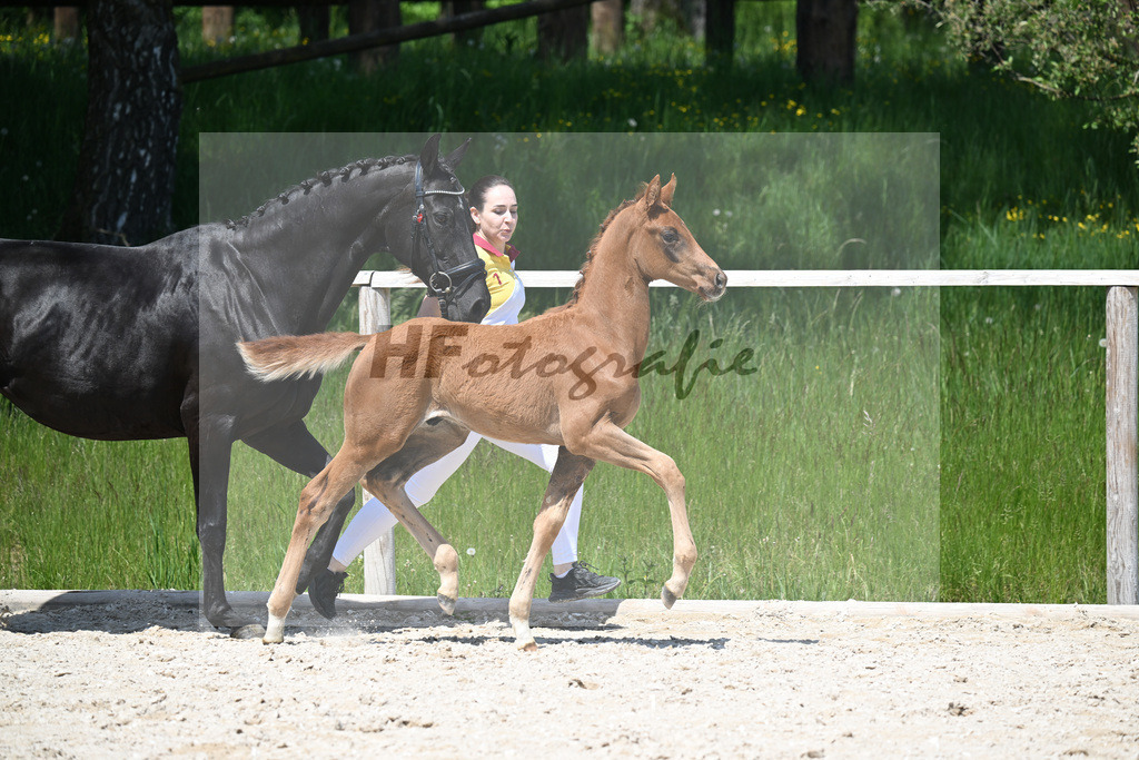 Feliciano x Don Primero_HF_Schuster_10250706 | hf-fotografie - Realisiert mit Pictrs.com