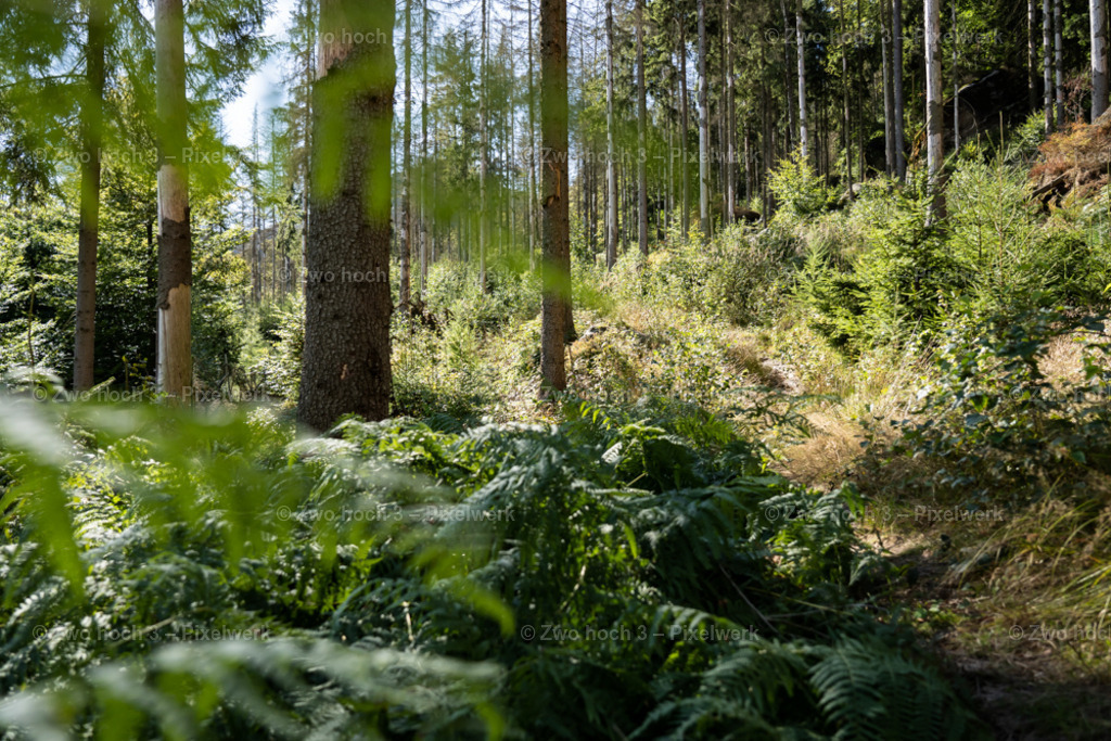 Vorderer_Heideweg_Bis_Koenigsweg_Wald_Farn_Baumstamm | 2022-09-02_Waldbrandgebiete_2 - Realisiert mit Pictrs.com