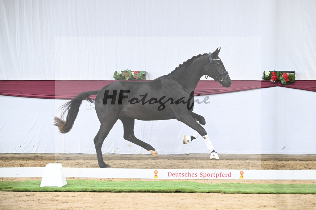 Kat-Nr. 110 Fanegro x Bon Coeur_ZG Schulze-Averdiek_47253510 | hf-fotografie - Realisiert mit Pictrs.com