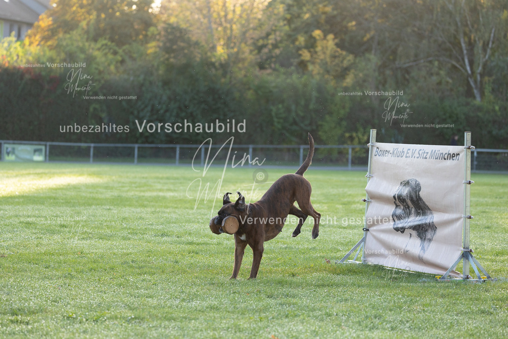 _16A6024 | Einzigartige Fotos von Hunden & Menschen –Actionfotos, Portraits, Vereinsaufnahmen & Paarshootings – authentisch, lebendig & mit Herz.