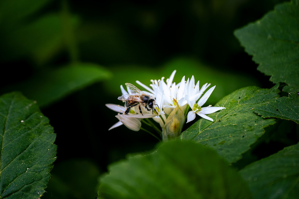 DSCF5057-7 | Tier- & Landschaftsfotografie und Porträtshootings. Entdecke einzigartige Fotokunst als Wandbild, Tasse oder Mauspad – mit Leidenschaft fotografiert - Realisiert mit Pictrs.com