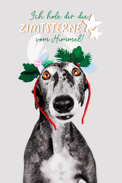 Nico holt sie dir vom Himmel | Lizbeth Hundefotografie