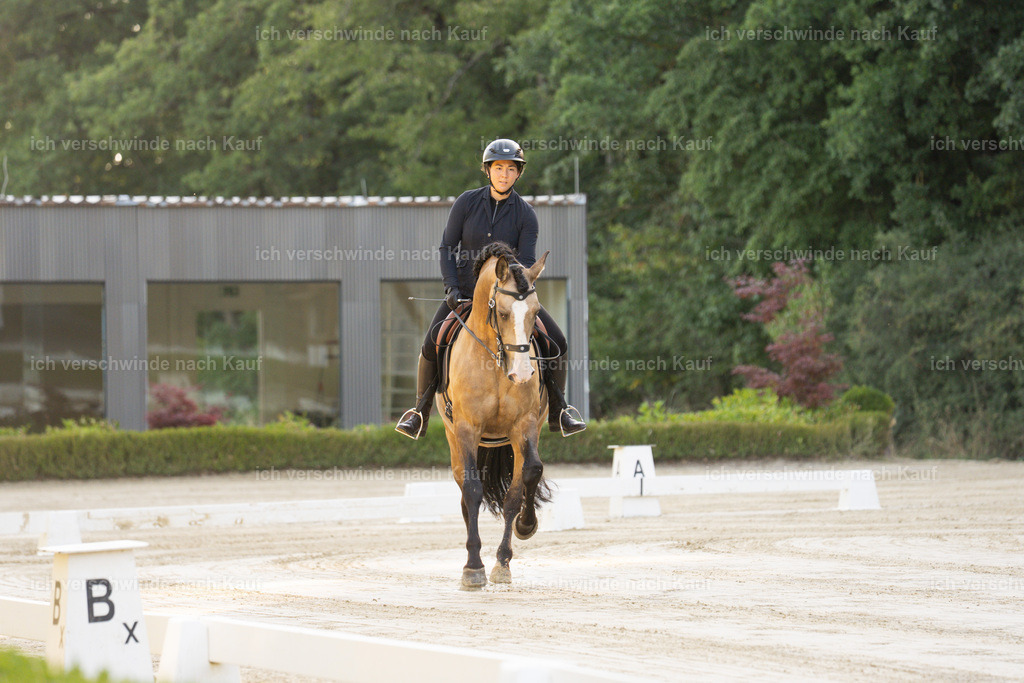WA_DR_93_SinaFilmArt_IN09873 | working equitationturnier fotograf videograf stoibphotography marixx film working equitation deutschland reitsport turnierfotografie eventfotografie equestrian events