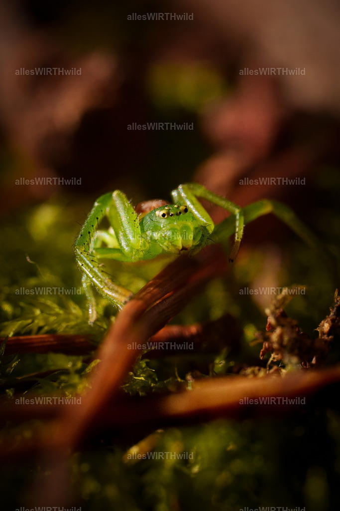 Ob da was leckres ist? | Entdecke die faszinierende Welt der Natur- und Wildlife-Fotografie von Daniel und Bärbel. Inspirierende Bilder von wilden Tieren und kleinen Naturwundern.
