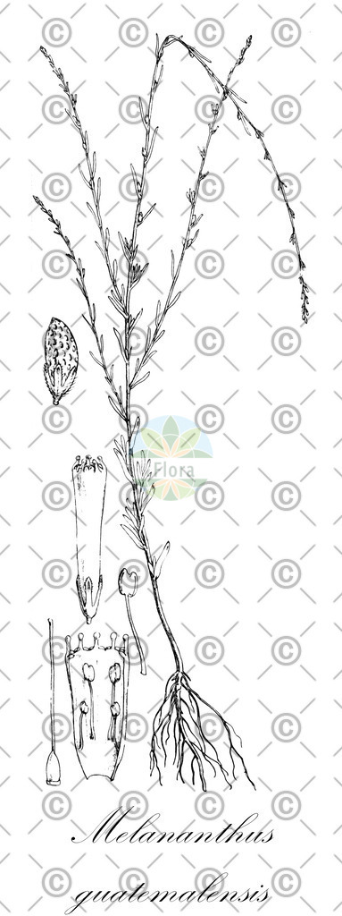 HistAbb_wfo-0000372399_2_ENZY_Simple | Historische Abbildung von Melananthus guatemalensis - Solanaceae | Historical Illustration of Melananthus guatemalensis - Solanaceae