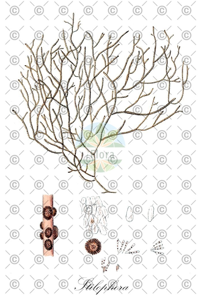 HistAbb_7Q32R_3_ENZY_Simple | Historische Abbildung von Stilophora - Chordariaceae (0) | Historical Illustration of Stilophora - Chordariaceae (0)