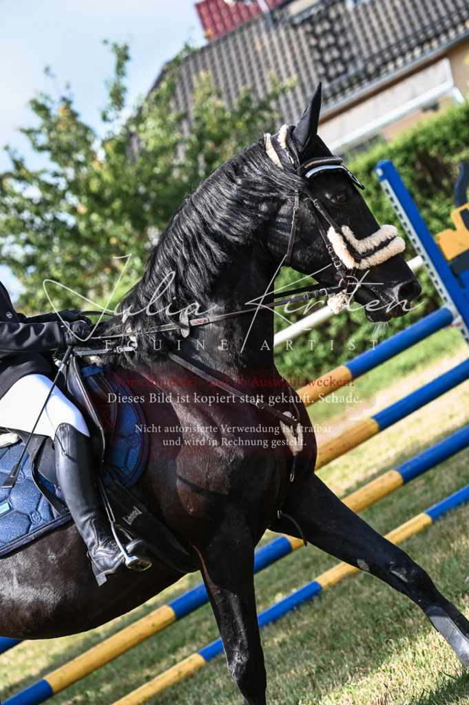 DSC_7873 | Pferde- und Turnierfotografie in Westsachsen. Pferdeportraits, Auftragszeichnungen und intuitive Kunst.