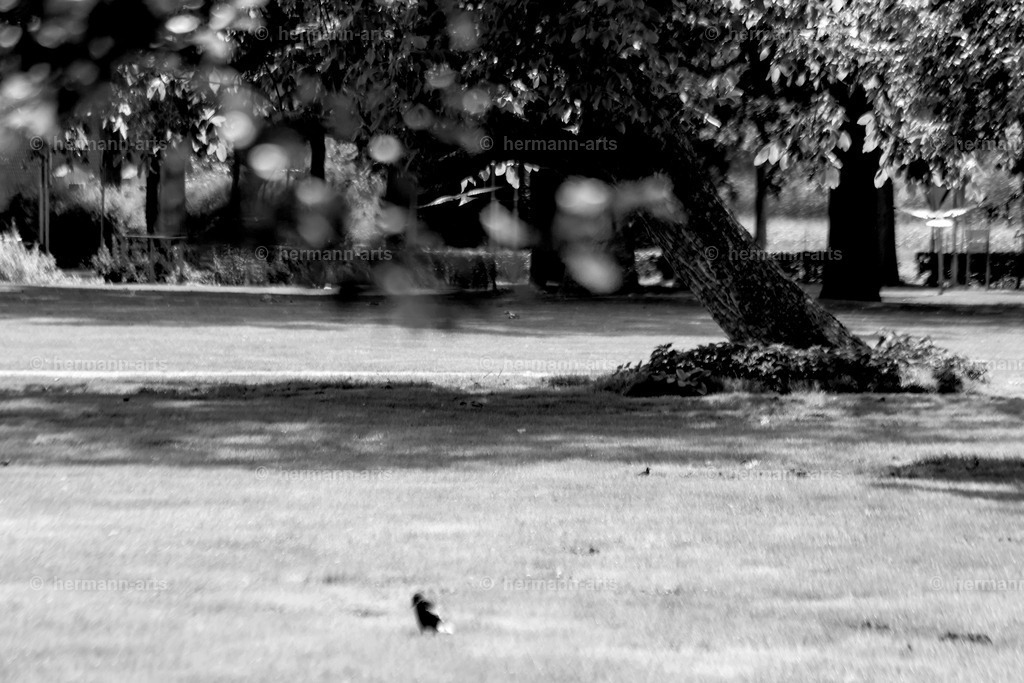 Trees_fine_Art_0001 | Photo Foto Kunst Art schwarzweiss Bilder Rheine Münster Berlin Blumen 