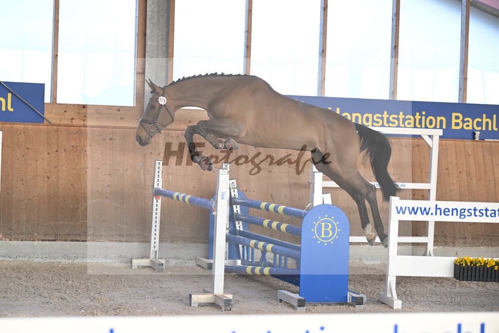 Kat-Nr. 29 Sweet Caroline v. Denzel v h Meulenhof_Pobitzer_14262196 | hf-fotografie - Realizzato con Pictrs.com
