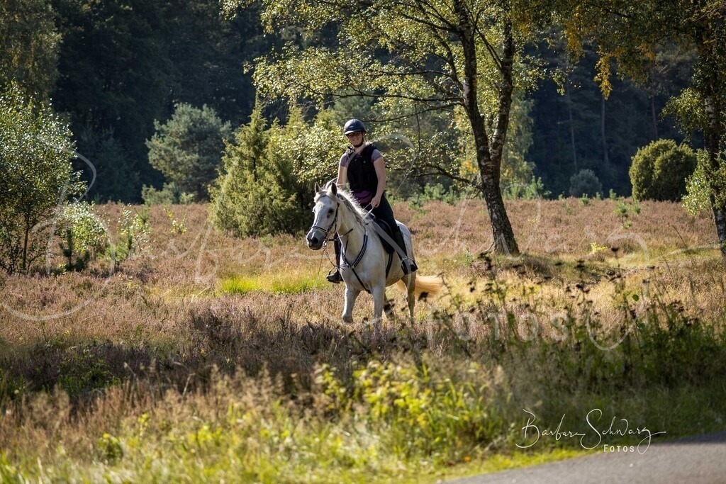 DdLH-WehlenerHeide_2025-09-20_134 | Fotografie, Veranstaltungs-Fotografie, Pferde-Fotografie, Landschafts-Fotografie, Reise-Fotografie - Realisiert mit Pictrs.com
