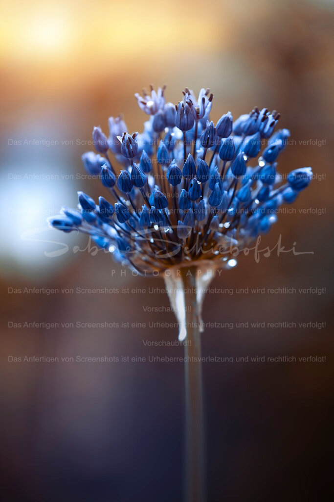 Nur Lauch | Exklusive Naturfotografie für stilvolle Wanddekoration ★ Premium Wandbilder Made in Germany ✔️ FineArt Drucke & Downloads ✔️ Brillante Farben, höchste Qualität & weltweiter Versand ✔️ - Realisiert mit Pictrs.com