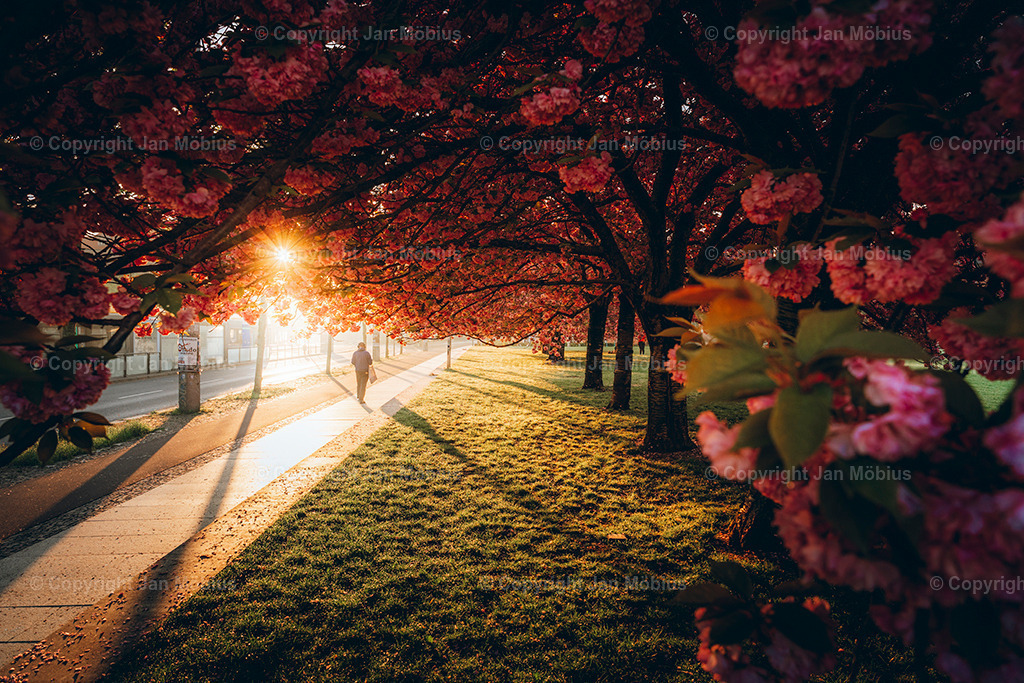 _DSC1714-2 | Leipzig Wandbilder Drucke Prints Leinwand Stadtmotive Leipzig Fotosdruck Kunstdrucke Bilder Leipzig Stadtansichten Acrylglasbilder Leipzig Wanddeko Fine Art Prints Wandbilder Büro Leipzig Bilder Praxis Zuhause Bilderdruck Poster Posterlounge Kunstdrucke - Realisiert mit Pictrs.com