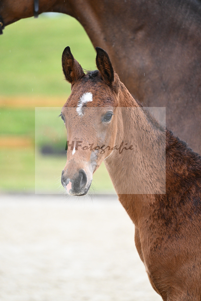 Kat-Nr. 48 HF Benicio_Fischer_17231517 | hf-fotografie - Realisiert mit Pictrs.com