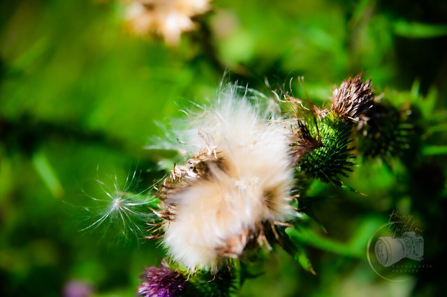 _DSC1976 | Shop für Prints Landschaftsfotografie Sächsische Schweiz Naturfotografie in Thüringen Fotos vom Findlingspark Nochten Kloster Sankt Marienstern Bilder Festung Königstein PanoramaRhododendronpark Kromlau FotogalerSchleswig-Holstein Küstenlandschaften