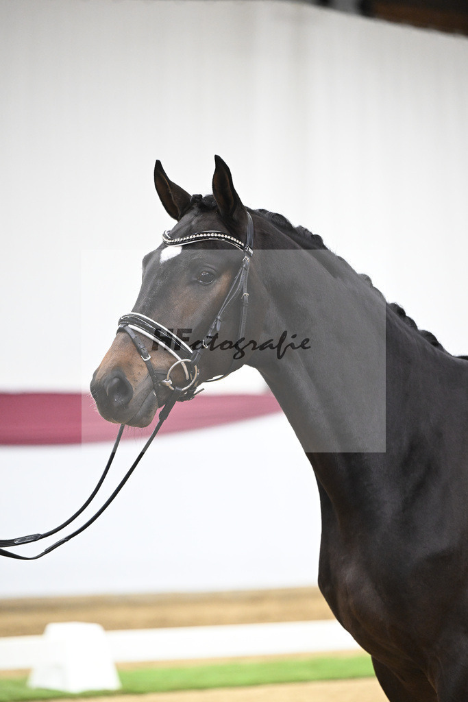 Kat-Nr. 127 Fair Deal x Sir Donnerhall I_Dr. Sarah Brendl_47254208 | hf-fotografie - Realisiert mit Pictrs.com