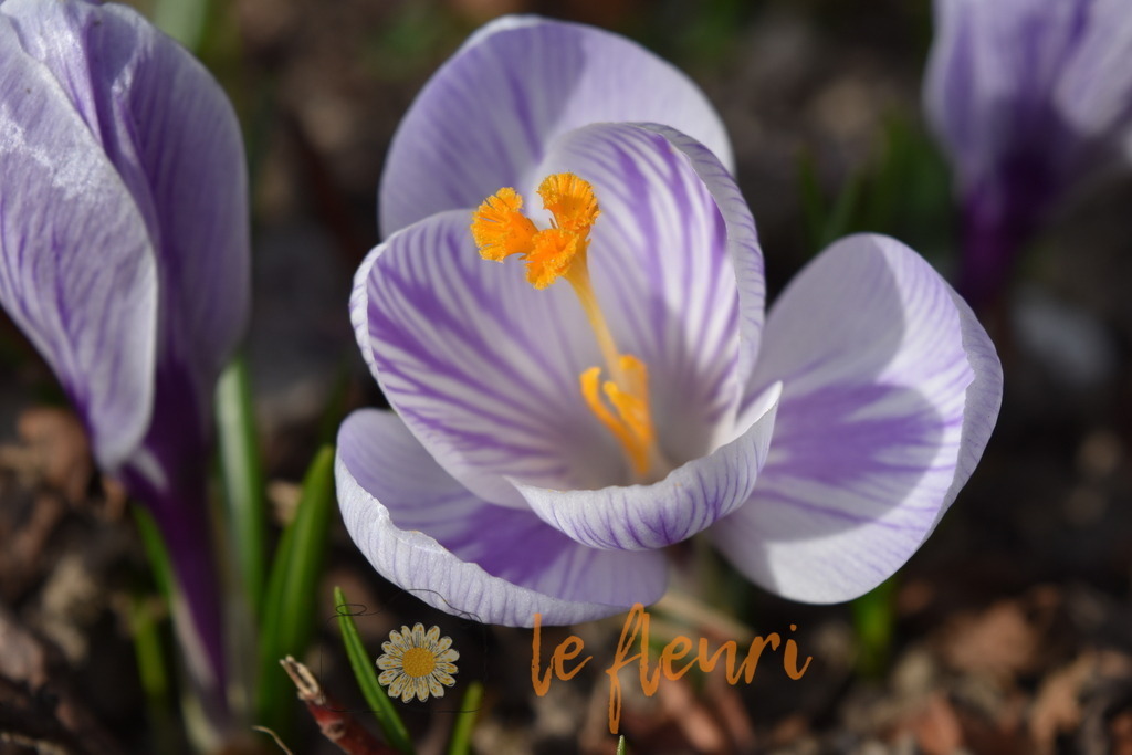 DSC_0023 | Dies ist der Shop von Florian Blum - le fleuri. Langenthal, Bern, Schweiz. Sie können hier meine oder ihre eigenen Fotos als Fotoprodukte kaufen. Tassen, Schlüsselanhänger, Taschen etc. können Sie hier gestalten.  - Realisiert mit Pictrs.com