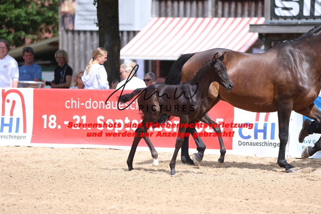 Fohlenschau_Schwäbisch_Hall_dressurbetonte_Fohlen_KN 52_9 | lmwpictures - Realisiert mit Pictrs.com